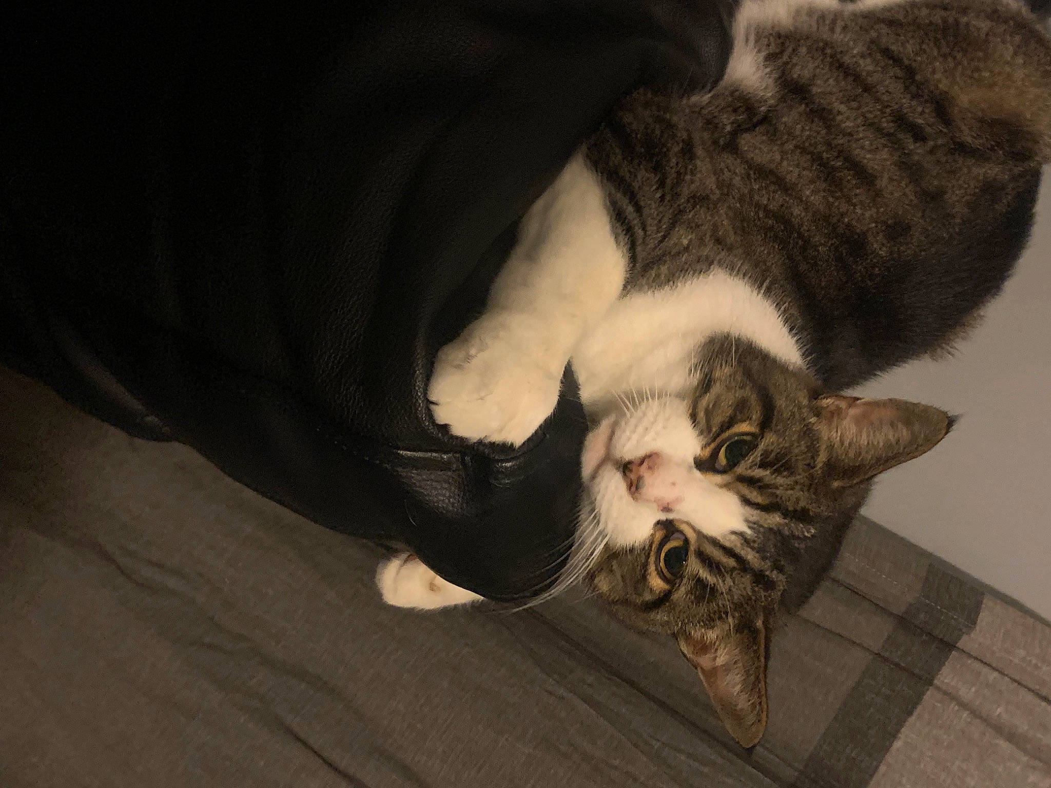 Cat joined the competition — help win amazing prizes! carnivore, cat, claw, comfort, darkness, domestic_short_haired_cat, ear, felidae, flooring, foot, fur, human_leg, jaw, leg, paw, small_to_medium_sized_cats, snout, tail, whiskers, wood