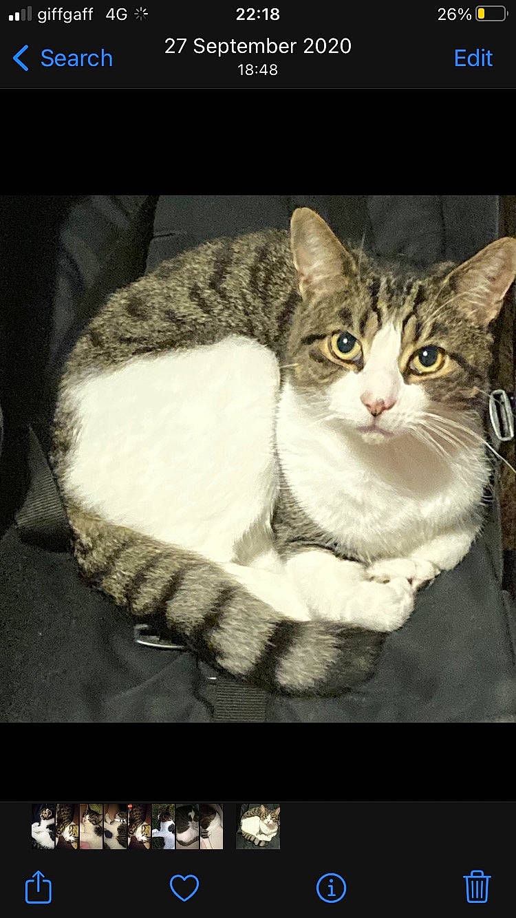 Cat joined the competition — help win amazing prizes! art, box, carnivore, cat, cat_supply, domestic_short_haired_cat, eye, felidae, flash_photography, fur, paw, photo_caption, sitting, small_to_medium_sized_cats, snout, still_life_photography, tail, terrestrial_animal, whiskers, window