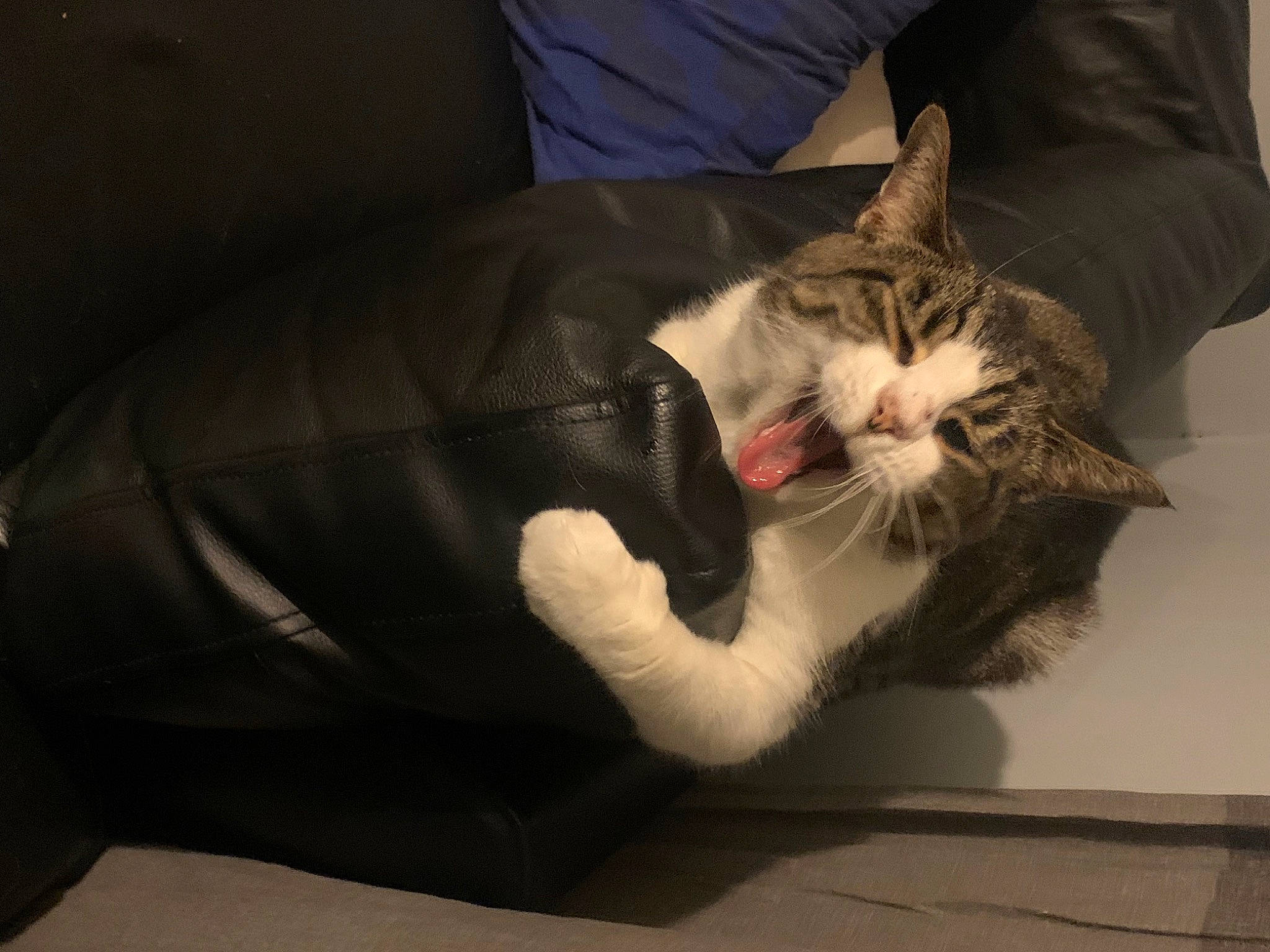 Cat is registered to the contest to win money with this photo: carnivore, cat, claw, comfort, couch, domestic_short_haired_cat, ear, felidae, foot, fur, gesture, human_leg, lap, nap, paw, small_to_medium_sized_cats, snout, tail, whiskers, window