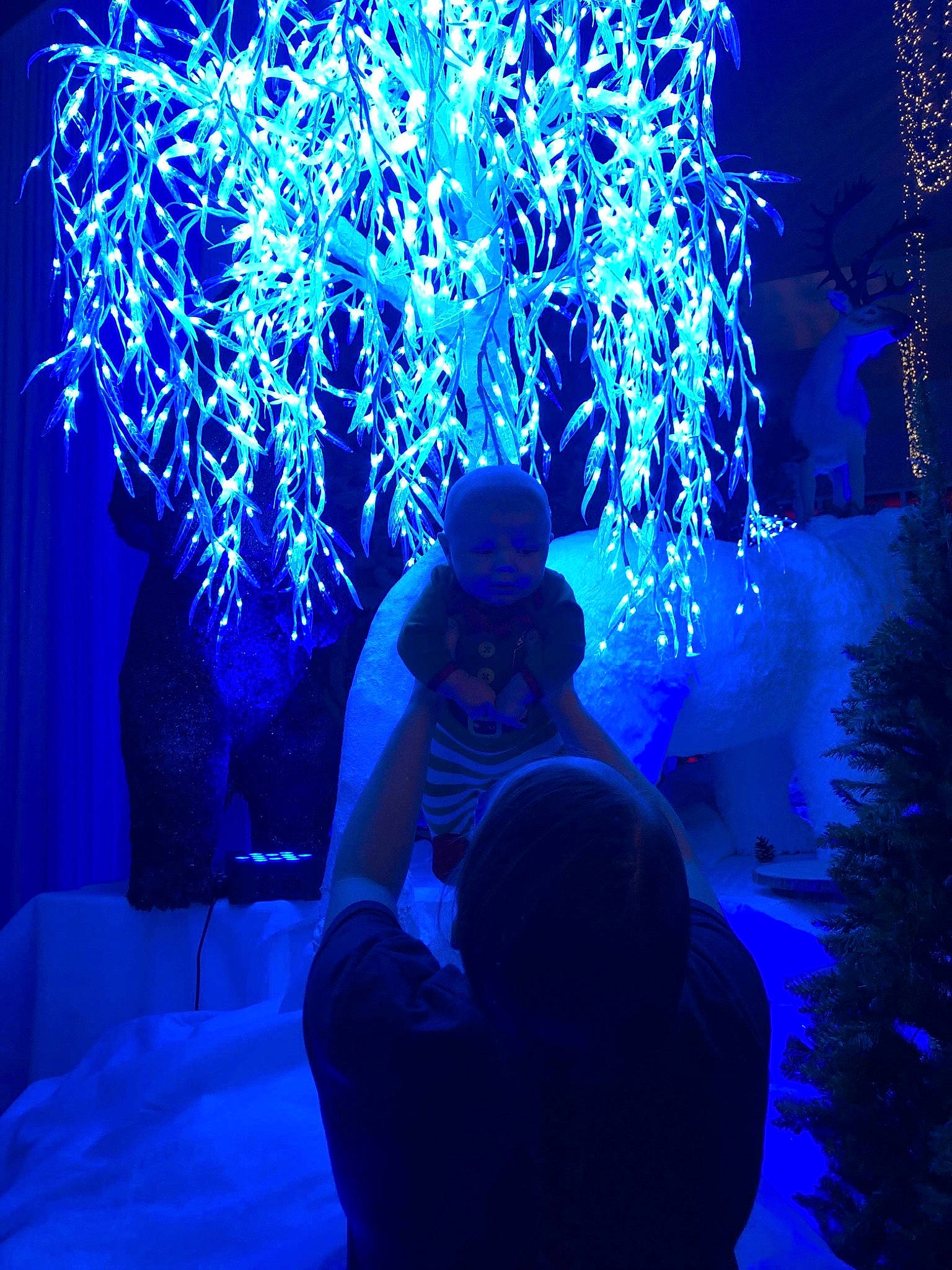 Caius joined the competition — help win amazing prizes! architecture, blue, christmas, christmas_decoration, christmas_lights, cobalt_blue, electric_blue, electricity, fun, ice, interior_design, light, lighting, majorelle_blue, night, organism, person, technology, tree, under_exposed