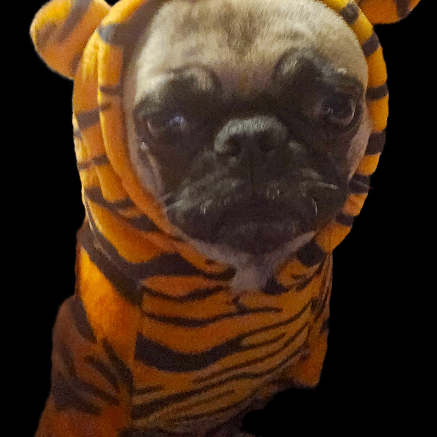 Pennie Pie joined the competition — help win amazing prizes! animal, black, brown, clothing, costume, cute, dog, ears, expression, face, fur, hood, indoor, isolated, looking_at_camera, pet, portrait, pug, tiger_stripes, wearing