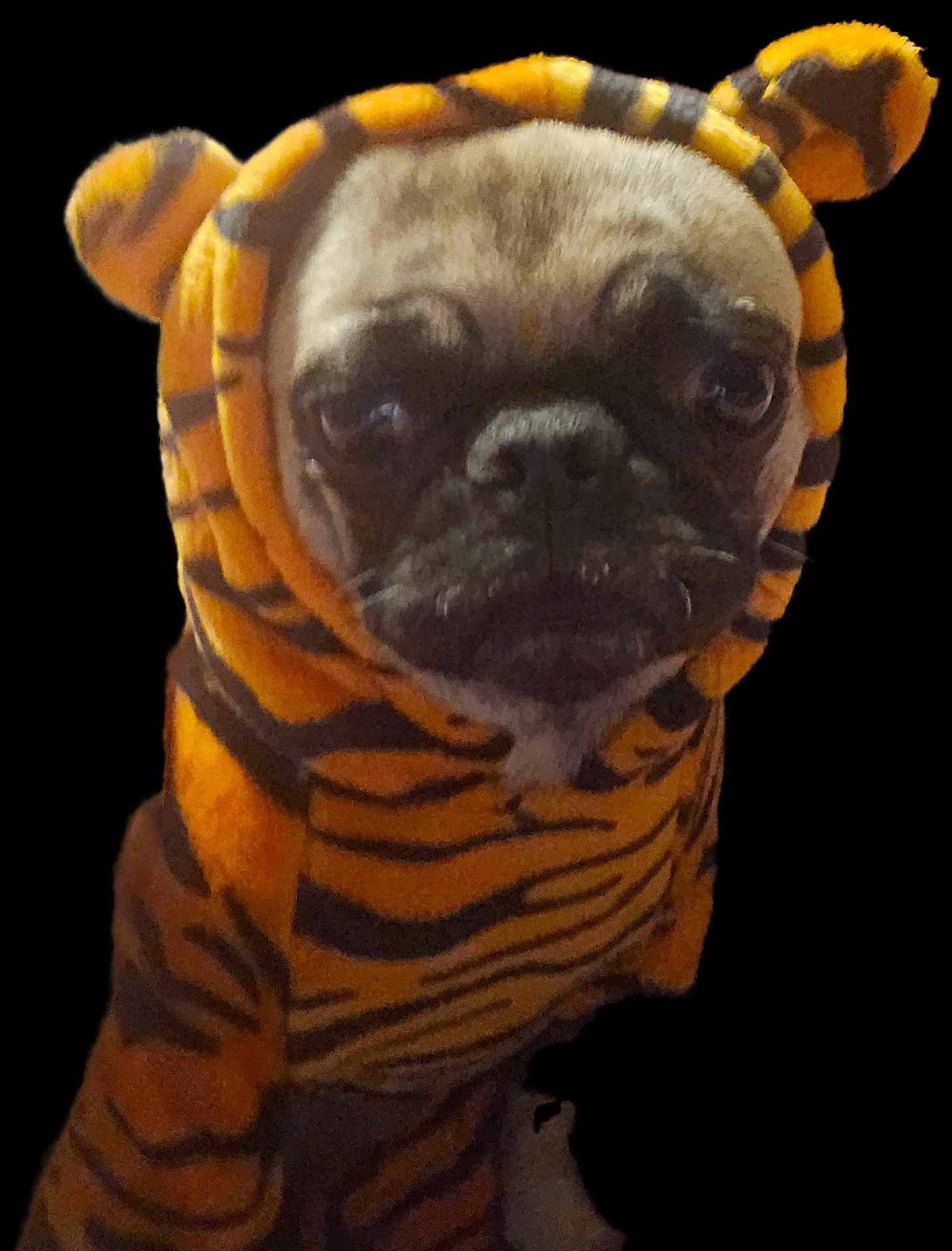 Pennie Pie joined the competition — help win amazing prizes! dog, pug, costume, tiger_stripes, hood, ears, pet, animal, portrait, cute, brown, black, fur, face, clothing, indoor, isolated, expression, looking_at_camera, wearing