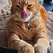 Ginger is registered to the contest to win money with this photo: animal, cat, close_up, collar, cozy, cute, feline, fur, ginger_cat, indoor, paws, pet, playful, portrait, relaxed, resting, soft, tag, tongue_out, whiskers
