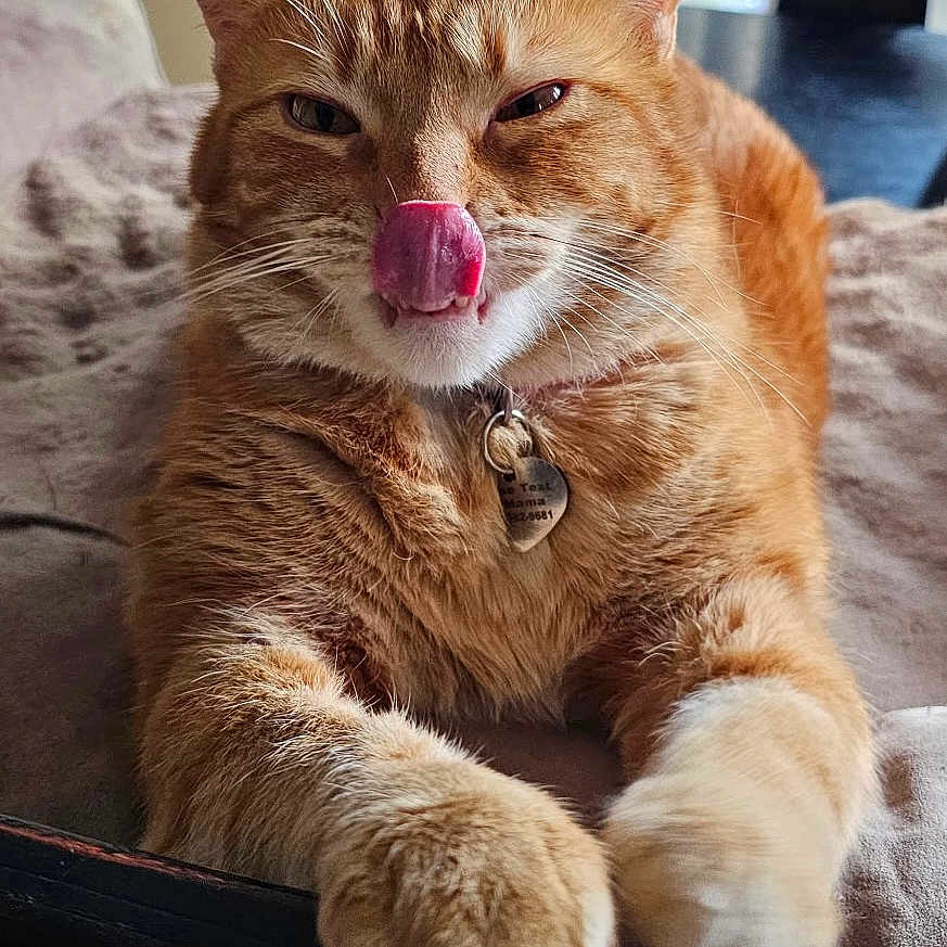 Ginger is registered to the contest to win money with this photo: animal, cat, close_up, collar, cozy, cute, feline, fur, ginger_cat, indoor, paws, pet, playful, portrait, relaxed, resting, soft, tag, tongue_out, whiskers
