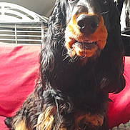 Aron participe au concours pour gagner de l'argent avec cette photo : animal, black, canine, close_up, couch, cozy, dog, ears, fur, household, indoor, long_hair, looking, pet, red_couch, sitting, snout, tan, wavy_fur, whiskers