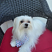 Phoenix joined the competition — help win amazing prizes! dog, white_dog, fluffy, bandana, star_pattern, red_cushion, wicker_chair, pet, cute, animal, portrait, outdoor, furniture, relaxed, small_dog, canine, companion, fur, domestic_animal, resting