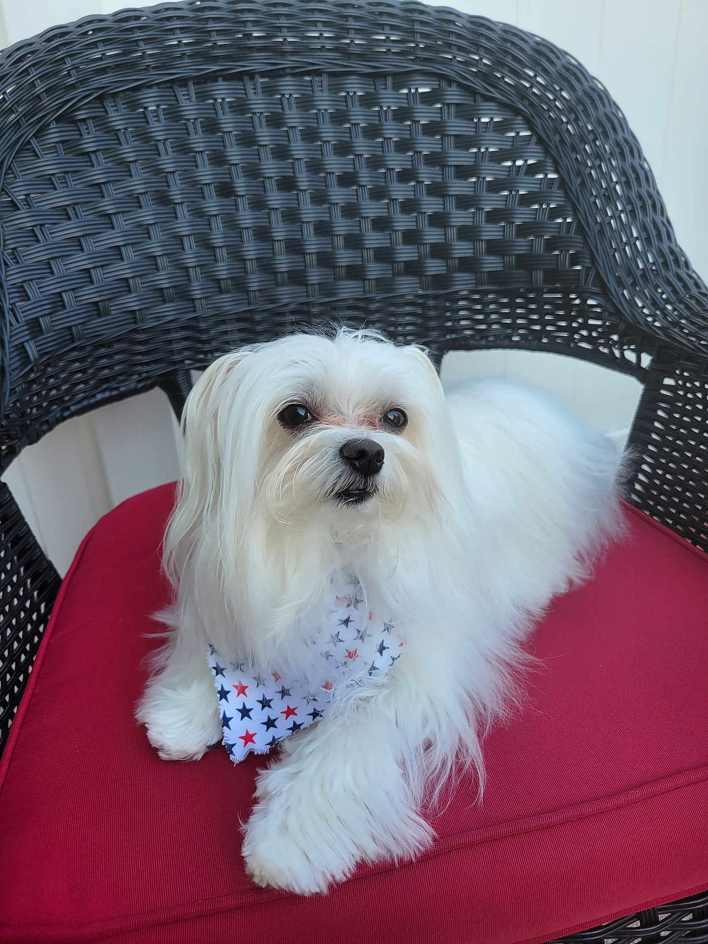 Phoenix joined the competition — help win amazing prizes! dog, white_dog, fluffy, bandana, star_pattern, red_cushion, wicker_chair, pet, cute, animal, portrait, outdoor, furniture, relaxed, small_dog, canine, companion, fur, domestic_animal, resting