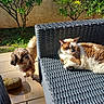 animal, brown_and_white, canine, cat, chair, citrus_tree, collar, dog, feline, furniture, garden, outdoor, patio, pets, relaxed, sleeping, standing, sunlight, tile_floor, wicker