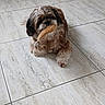 dog, shih_tzu, small_dog, fluffy, long_hair, brown_and_white, pet, animal, toy, carrot_toy, sitting, indoors, tile_floor, marble_floor, looking_at_camera, cute, playful, companion_animal, portrait, floor