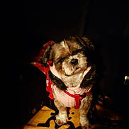 Roxanne a rejoint le concours — aidez-le/la à gagner de superbes lots ! animal_photography, brown_and_white, companion_animal, cute, dark_background, dog, fluffy, front_facing, harness, indoor, long_fur, low_light, patterned_seat, pet, pink_clothing, portrait, puppy, red_clothing, sitting, small_dog