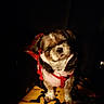 animal_photography, brown_and_white, companion_animal, cute, dark_background, dog, fluffy, front_facing, harness, indoor, long_fur, low_light, patterned_seat, pet, pink_clothing, portrait, puppy, red_clothing, sitting, small_dog