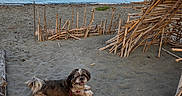 Roxanne a rejoint le concours — aidez-le/la à gagner de superbes lots ! beach, clouds, collar, dog, driftwood, landscape, leash, long_fur, nature, ocean, outdoor, sand, seaside, shoreline, sitting, sky, small_dog, sunset_light, water, wooden_structure
