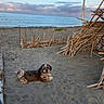 beach, clouds, collar, dog, driftwood, landscape, leash, long_fur, nature, ocean, outdoor, sand, seaside, shoreline, sitting, sky, small_dog, sunset_light, water, wooden_structure