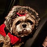 Roxanne participe au concours pour gagner de l'argent avec cette photo : animal, bow, brown_fur, car, car_interior, close_up, cozy, cute, dog, fluffy, long_hair, looking_at_camera, pet, polka_dot, portrait, red_outfit, seated, shih_tzu, small_dog, white_fur