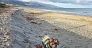 Roxanne a rejoint le concours — aidez-le/la à gagner de superbes lots ! dog, beach, sand, ocean, sea, mountains, coastline, shoreline, clouds, sky, leash, jacket, pet, small_dog, shaggy_dog, outdoors, landscape, driftwood, waves, scenic