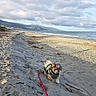 dog, beach, sand, ocean, sea, mountains, coastline, shoreline, clouds, sky, leash, jacket, pet, small_dog, shaggy_dog, outdoors, landscape, driftwood, waves, scenic