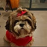 Roxanne a rejoint le concours — aidez-le/la à gagner de superbes lots ! adorable, black_border, bow, centered_composition, companion_animal, cute, dog, fluffy, front_facing, fur, indoors, pet, portrait, puppy, red_bow, red_outfit, shih_tzu, sitting, small_dog, tile_floor