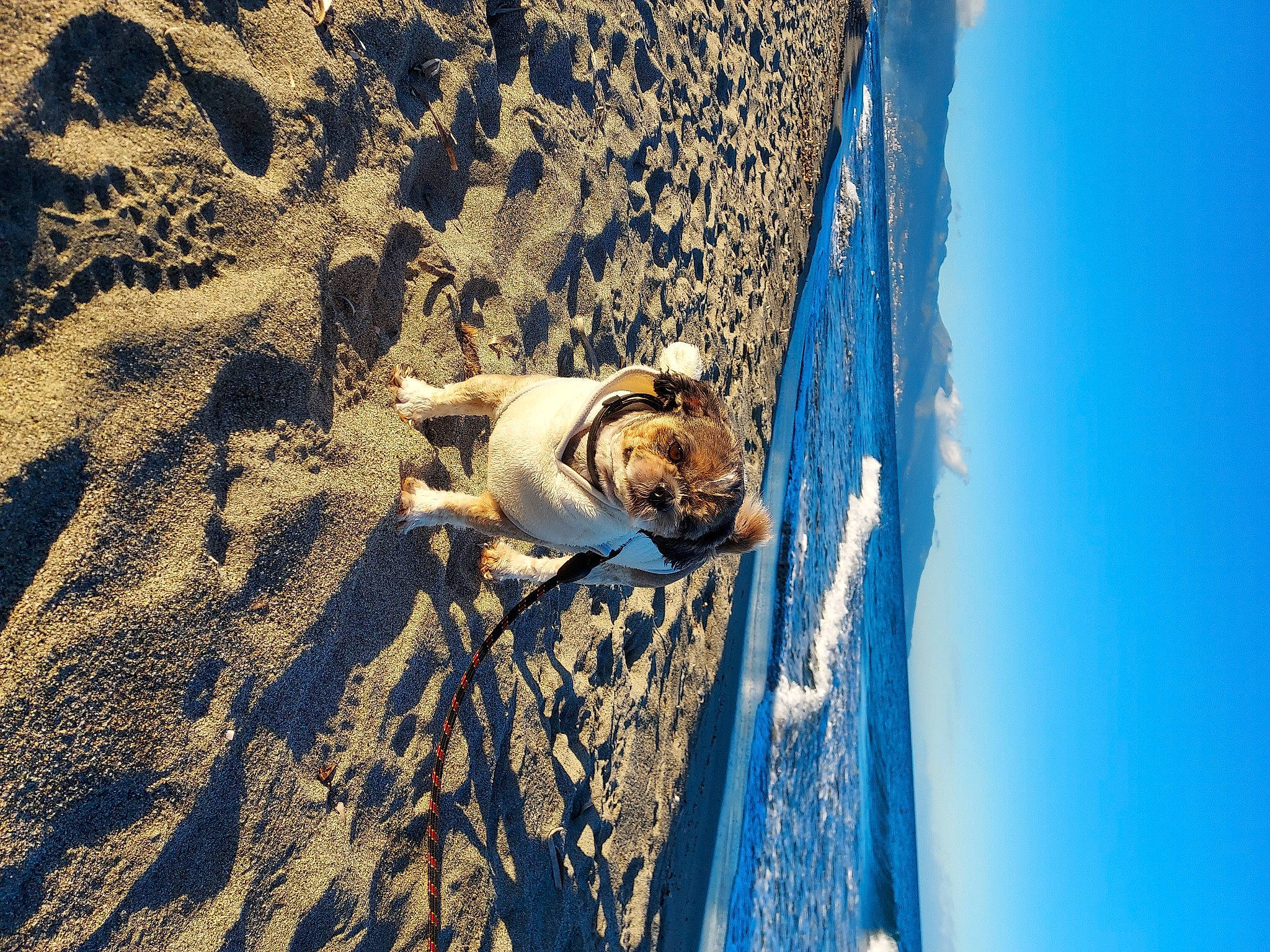 Roxanne a rejoint le concours — aidez-le/la à gagner de superbes lots ! adventure, beach, canidae, carnivore, electric_blue, extreme_sport, fun, landscape, leisure, recreation, rock, sand, shadow, sky, slope, soil, sporting_group, travel, water, wood