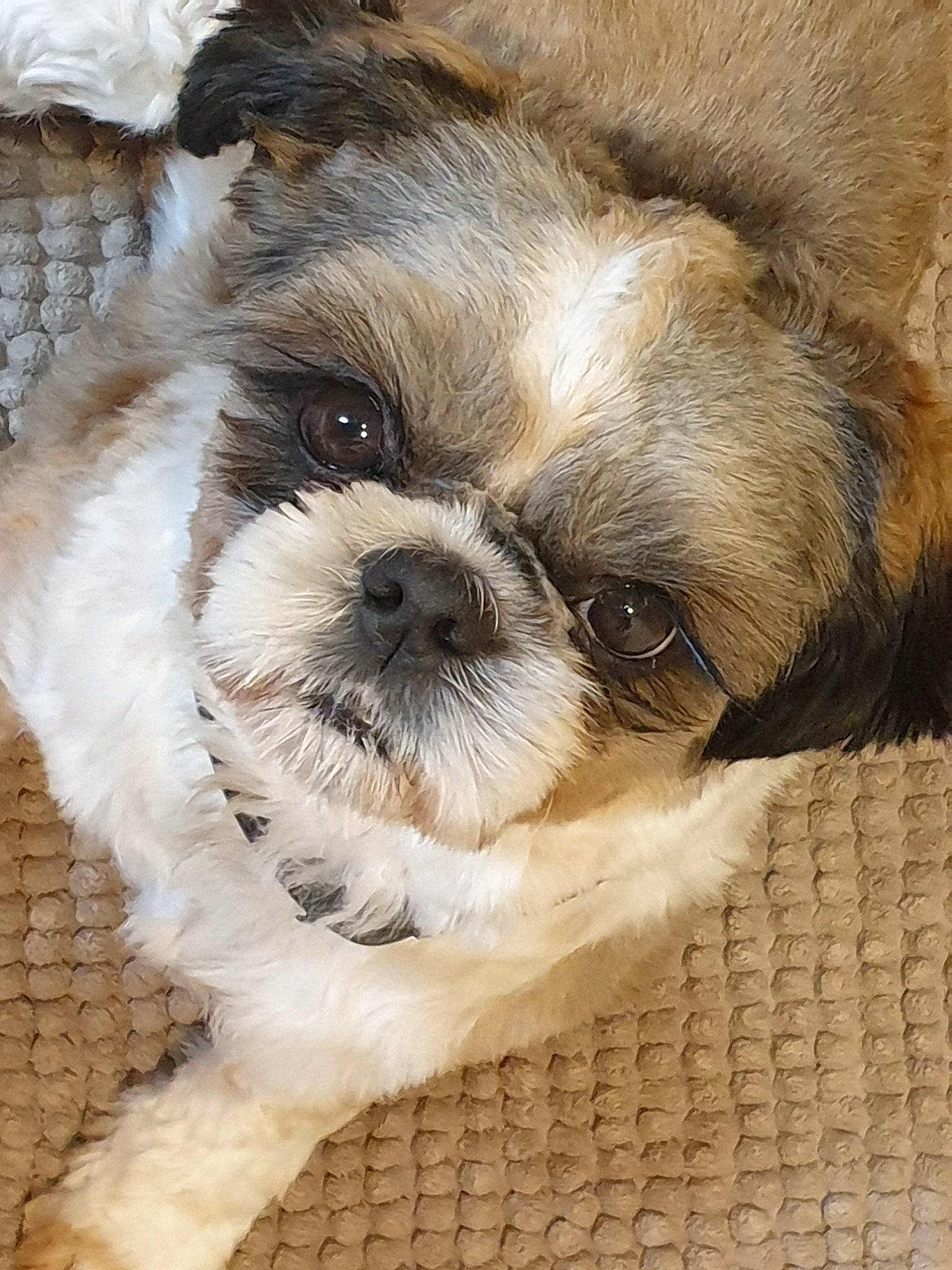 Roxanne a rejoint le concours — aidez-le/la à gagner de superbes lots ! canidae, carnivore, companion_dog, dog, dog_breed, fawn, fur, liver, maltepoo, puppy_love, shih_tzu, small_terrier, snout, sporting_group, terrestrial_animal, terrier, toy_dog, whiskers, working_animal, wrinkle
