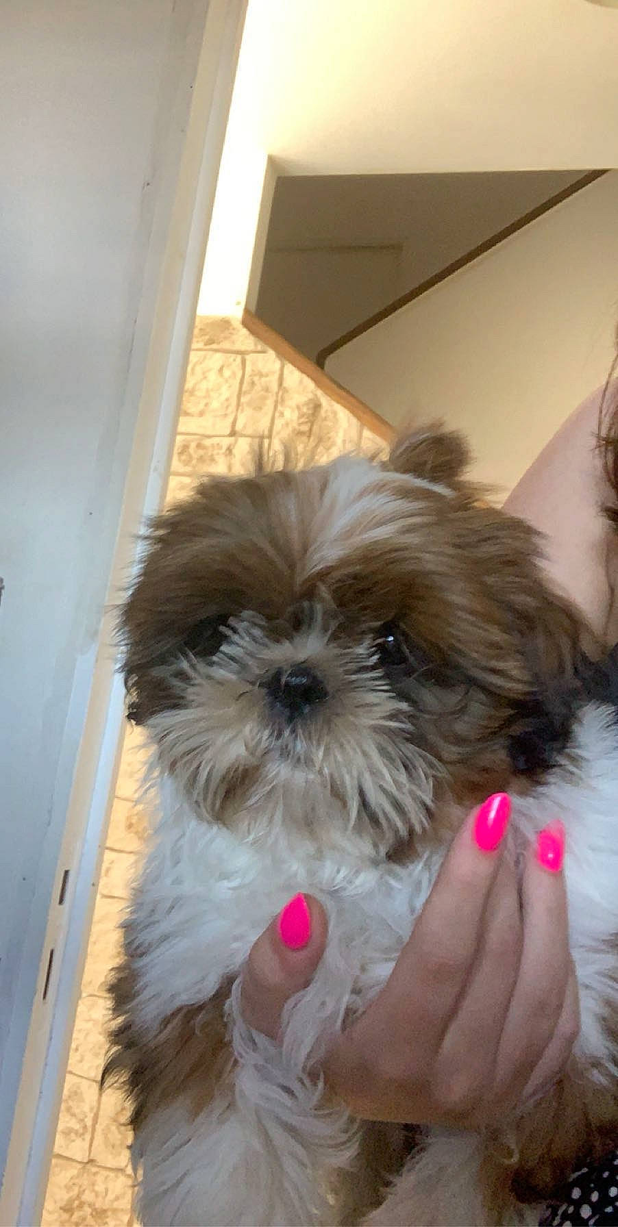 Roxanne a rejoint le concours — aidez-le/la à gagner de superbes lots ! carnivore, comfort, companion_dog, dog, dog_breed, dog_supply, fawn, fur, liver, mal_shi, nail, shih_poo, shih_tzu, small_terrier, snout, sporting_group, terrier, toy_dog, working_animal, wrist