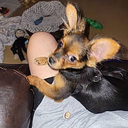 Max is registered to the contest to win money with this photo: accessories, animal, armchair, canine, chair, chihuahua, cockerspaniel, couch, cushion, dog, furniture, germanshepherd, homedecor, hound, papillon, pet, puppy, strap, terrier, toy