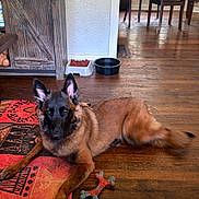 Miranda is registered to the contest to win money with this photo: dog, german_shepherd, puppy, toy, rug, wooden_floor, cabinet, dining_table, chairs, window, indoor, pet, floor, living_room, chew_toy, brown_dog, black_face, ears_up, looking_at_camera, relaxed