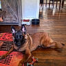 dog, german_shepherd, puppy, toy, rug, wooden_floor, cabinet, dining_table, chairs, window, indoor, pet, floor, living_room, chew_toy, brown_dog, black_face, ears_up, looking_at_camera, relaxed