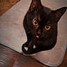 animal, black_cat, cat, close_up, cozy, curious, cute, domestic_cat, ears_up, feline, indoor, looking_up, mat, orange_eyes, pet, sitting, tongue_out, whiskers, wooden_floor, young_cat