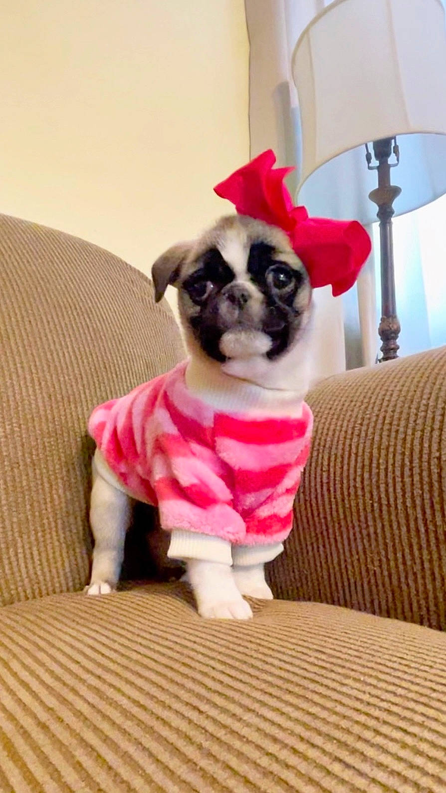 Dixie Mae joined the competition — help win amazing prizes! carnivore, comfort, companion_dog, couch, dog, dog_breed, dog_clothes, dog_supply, fawn, fur, lamp, linens, magenta, pet_supply, pink, pug, snout, sporting_group, toy_dog, working_animal