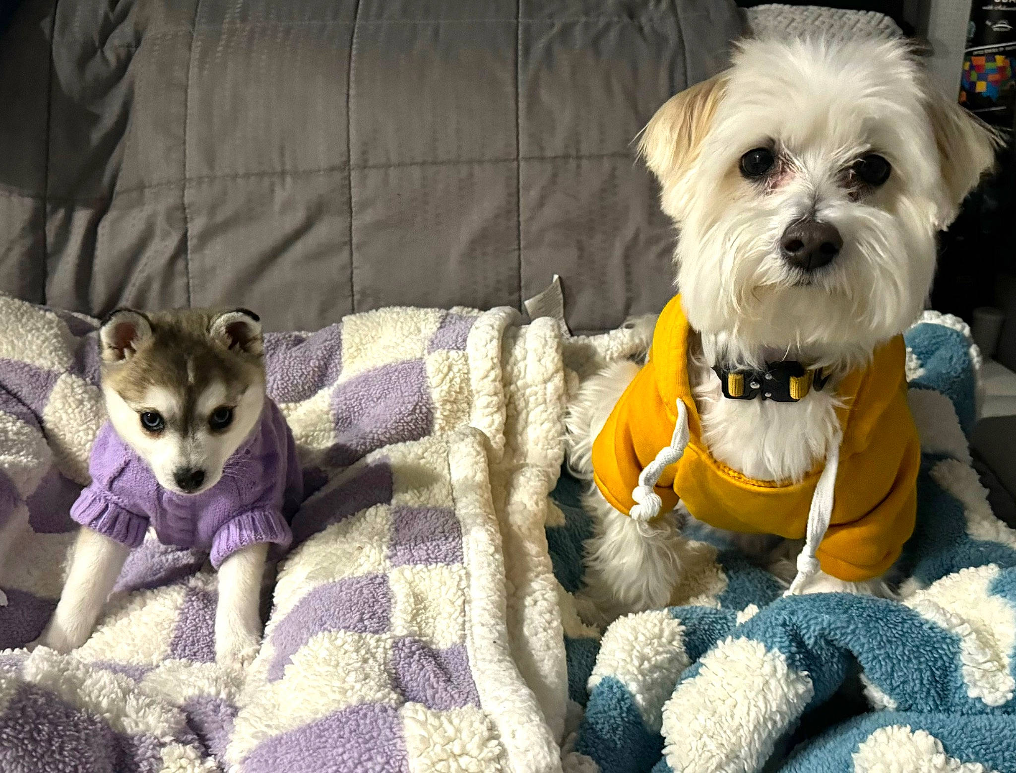 Millie joined the competition — help win amazing prizes! carnivore, comfort, companion_dog, dog, dog_breed, dog_clothes, dog_supply, fawn, fur, paw, pet_supply, small_terrier, snout, sporting_group, tail, terrestrial_animal, terrier, toy, toy_dog, working_animal