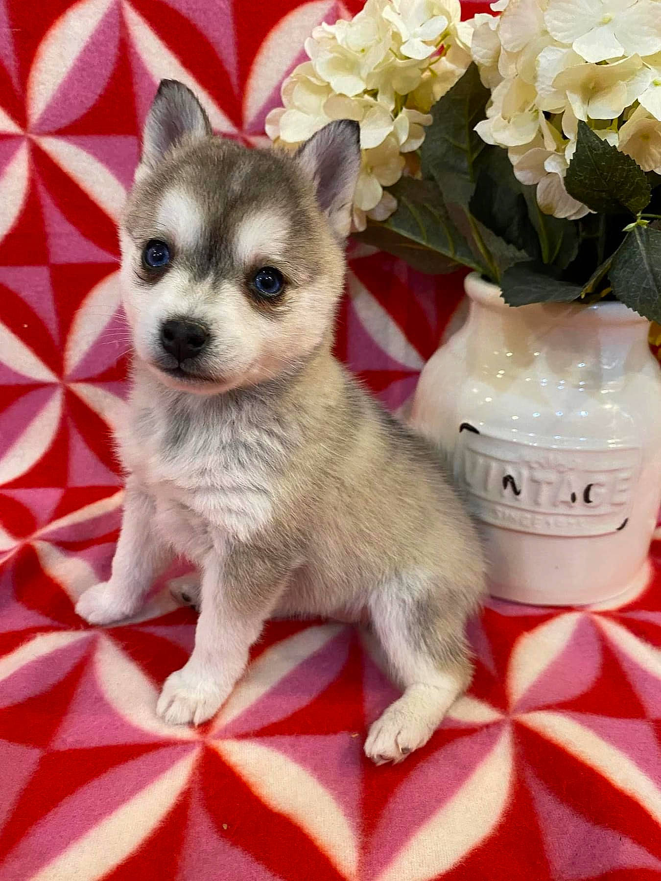 Millie is registered to the contest to win money with this photo: artificial_flower, carnivore, companion_dog, cut_flowers, dog, dog_breed, drinkware, fawn, flower, flower_arranging, flowerpot, font, fur, pattern, petal, plant, snout, tail, terrestrial_animal, whiskers