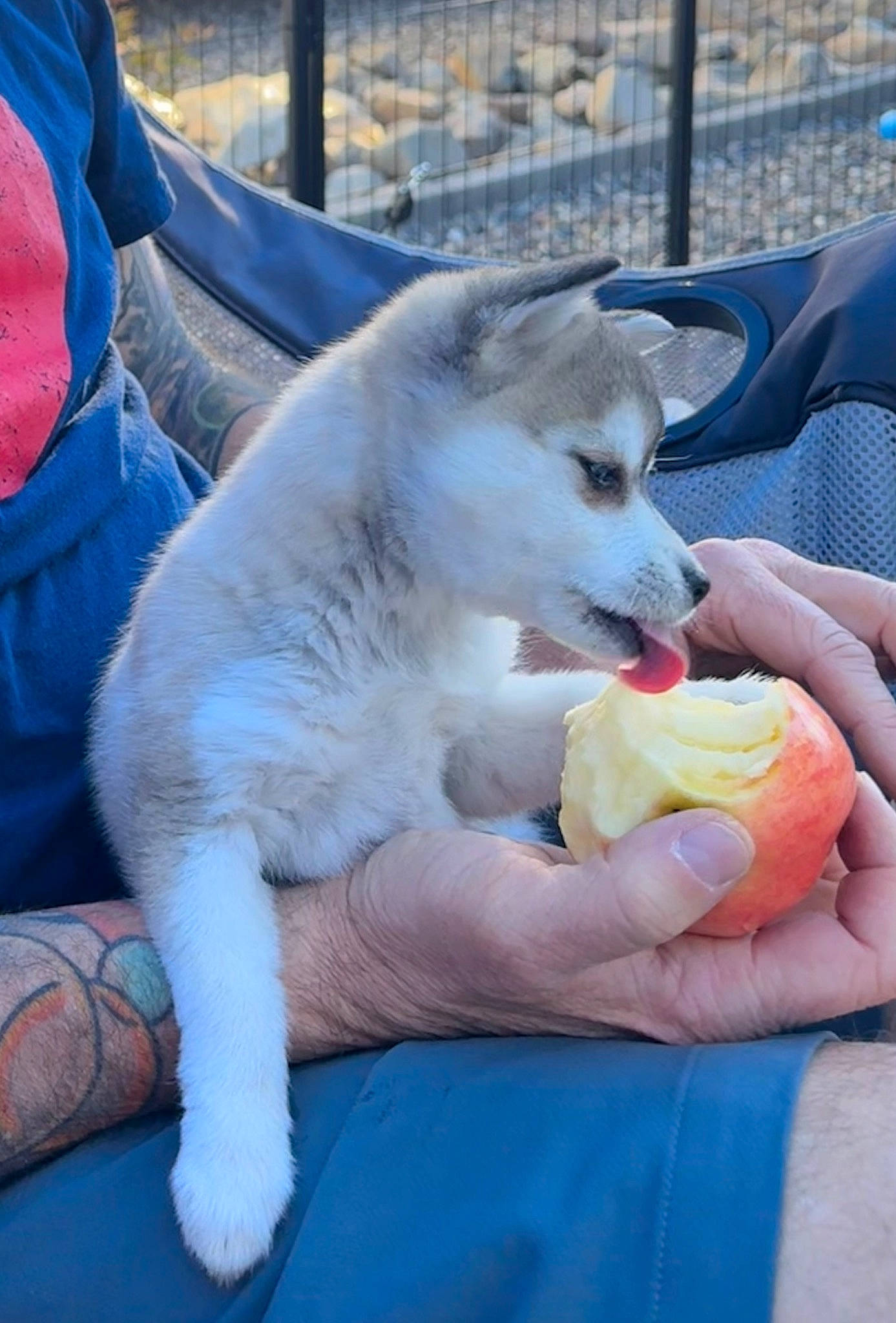 Millie is registered to the contest to win money with this photo: canidae, carnivore, comfort_food, companion_dog, dog, dog_breed, fawn, fence, food, fur, indian_spitz, non_sporting_group, sporting_group