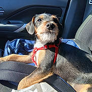 Calico Cali is registered to the contest to win money with this photo: blue_bag, canine, car, companion, dog, domestic_animal, drink_cup, ears, fur, pet, red_harness, relaxed, resting, seat, shadow, snout, sunlight, travel, vehicle_interior, window