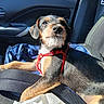 blue_bag, canine, car, companion, dog, domestic_animal, drink_cup, ears, fur, pet, red_harness, relaxed, resting, seat, shadow, snout, sunlight, travel, vehicle_interior, window