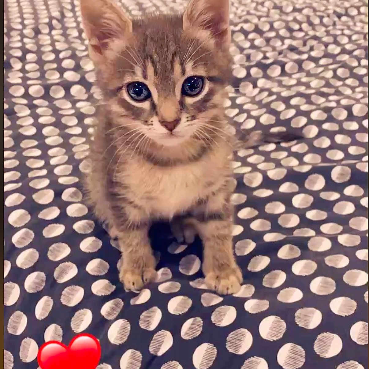 Gucci a rejoint le concours — aidez-le/la à gagner de superbes lots ! abyssinian, animal, blanket, cat, furniture, kitten, loveheartsymbol, pet, symbol