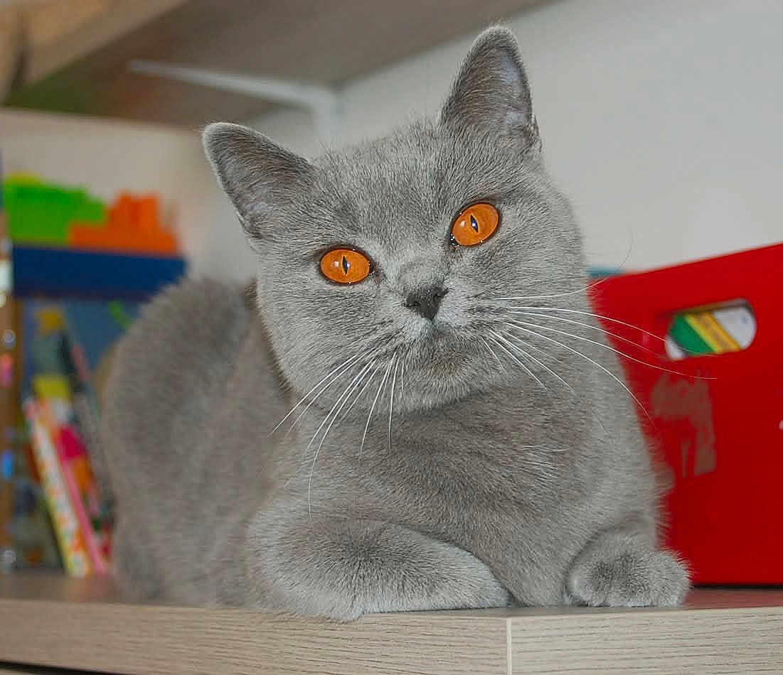 Victoria participe au concours pour gagner de l'argent avec cette photo : cat, gray_cat, orange_eyes, indoor, wooden_surface, pet, feline, whiskers, relaxed, close_up, animal, domestic_cat, cute, fur, mammal, portrait, sitting, face, ears, table