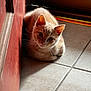 animal, cat, cozy, curious, cute, domestic_animal, ears, feline, floor, fur, ginger_cat, indoor, pet, red_wall, resting, shadow, small, sunlight, tile_floor, whiskers
