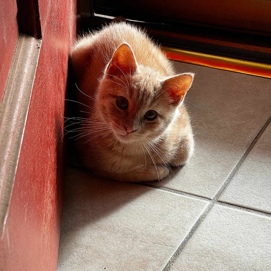 Sailor Capone is registered to the contest to win money with this photo: animal, cat, cozy, curious, cute, domestic_animal, ears, feline, floor, fur, ginger_cat, indoor, pet, red_wall, resting, shadow, small, sunlight, tile_floor, whiskers