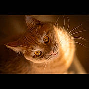 Sailor is registered to the contest to win money with this photo: animal, blurred_background, cat, close_up, curious, cute, domestic_animal, eyes, face, feline, fur, indoor, looking_up, mammal, orange_cat, pet, portrait, soft_light, warm_tones, whiskers
