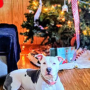 Danger joined the competition — help win amazing prizes! dog, white, black, lying_down, wooden_floor, christmas_tree, holiday_decorations, lights, ribbons, stocking, gift_boxes, indoor, pet, collar, festive, relaxed, animal, christmas, holiday, decor