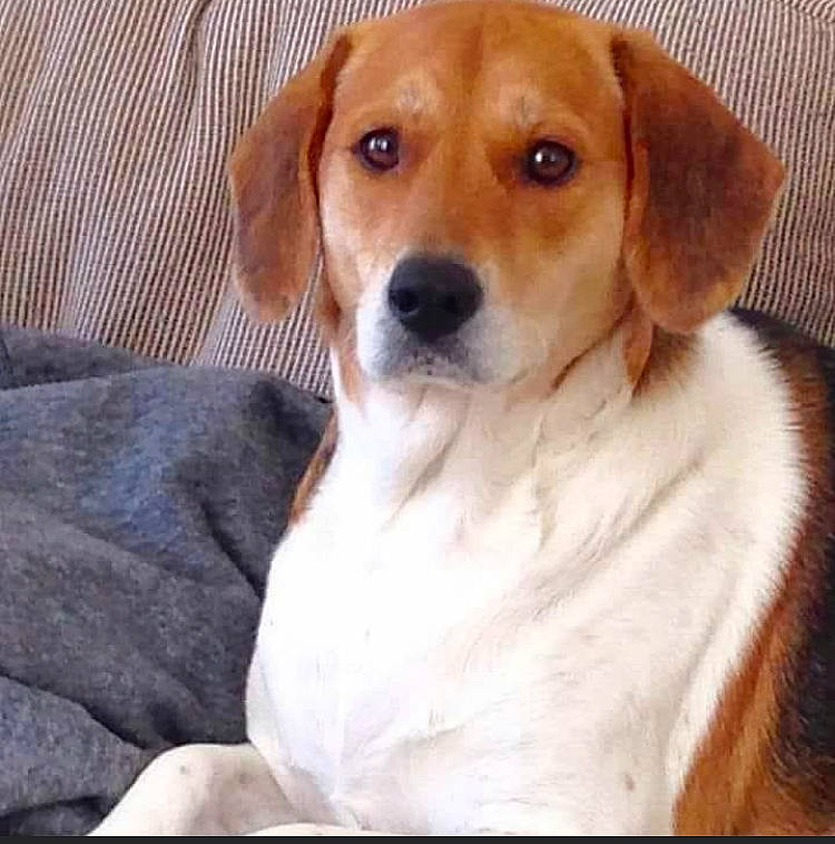 Mystery joined the competition — help win amazing prizes! ancient_dog_breeds, beagle, beaglier, canidae, carnivore, comfort, companion_dog, dog, dog_breed, dog_supply, fawn, fur, hound, hunting_dog, puppy, sporting_group, terrestrial_animal, whiskers