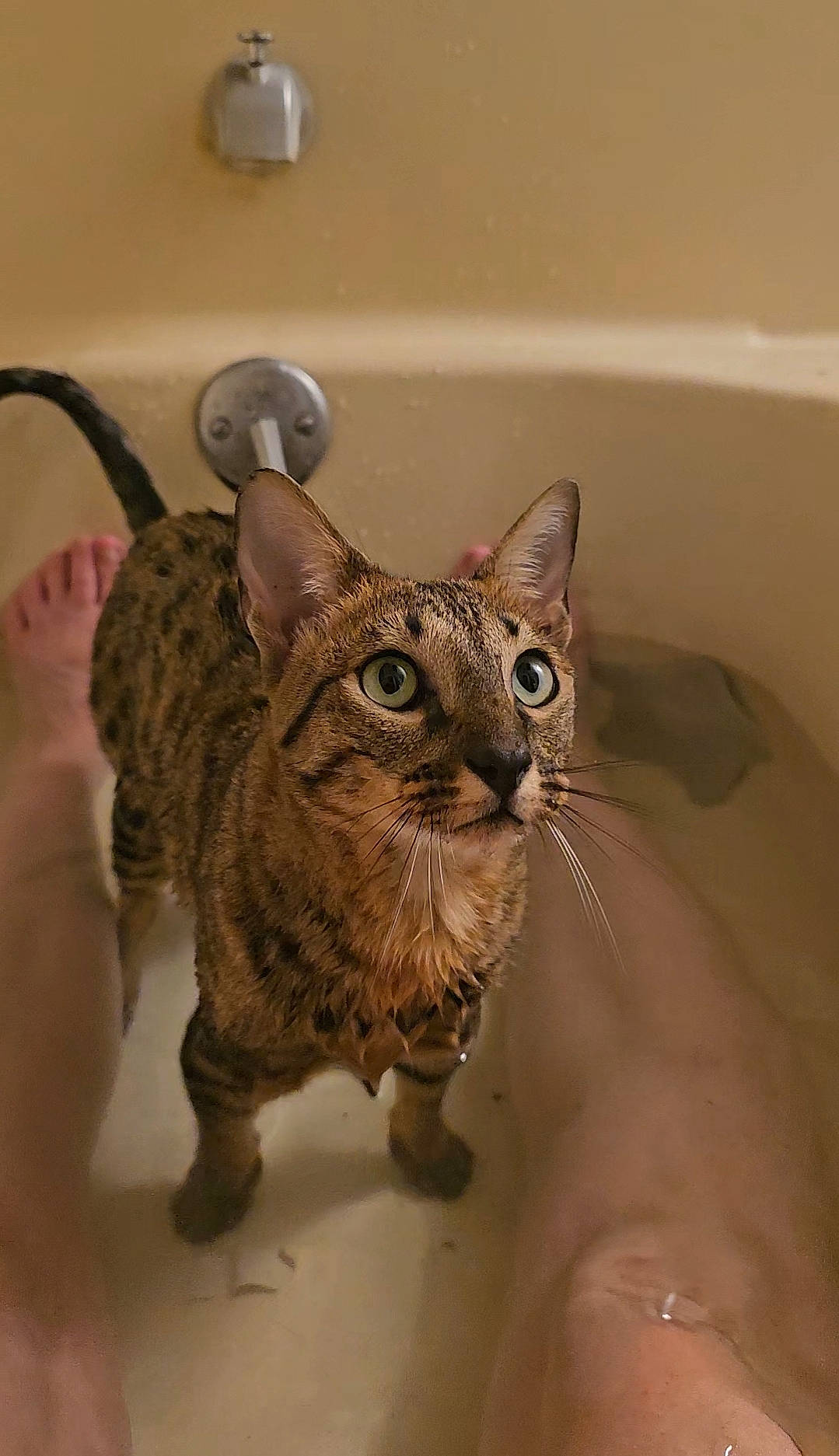 Charli joined the competition — help win amazing prizes! artifact, brown, carnivore, cat, domestic_short_haired_cat, felidae, fur, metal, sculpture, small_to_medium_sized_cats, snout, tail, terrestrial_animal, whiskers, wildlife, window