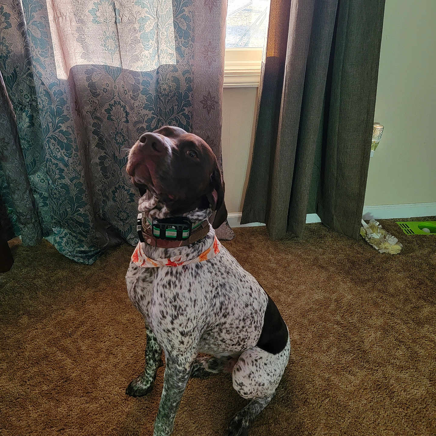 Morgan is registered to the contest to win money with this photo: accessories, animal, architecture, building, bulldog, canine, collar, curtain, dog, furniture, hardwood, hound, indoors, interiordesign, livingroom, pet, pointer, puppy, room, wood