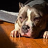 dog, pet, animal, brown, white, face, nose, paw, wood_floor, sunlight, shadow, indoor, closeup, laying_down, calm, expression, fur, ears, resting, domestic