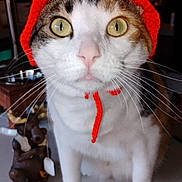 Dottie joined the competition — help win amazing prizes! cat, orange_hat, whiskers, yellow_eyes, knitted_hat, indoor, countertop, figurine, moose_figurine, curious, pet, animal, domestic_cat, closeup, portrait, white_fur, tabby_fur, cute, funny_hat, ties