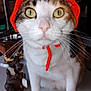 cat, orange_hat, whiskers, yellow_eyes, knitted_hat, indoor, countertop, figurine, moose_figurine, curious, pet, animal, domestic_cat, closeup, portrait, white_fur, tabby_fur, cute, funny_hat, ties