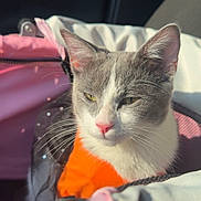 Diva joined the competition — help win amazing prizes! cat, gray_and_white_cat, orange_outfit, pet_carrier, pink_carrier, sunlight, whiskers, close_up, indoor, feline, pet, animal, cute, cozy, resting, soft_light, portrait, domestic_cat, fur, ears