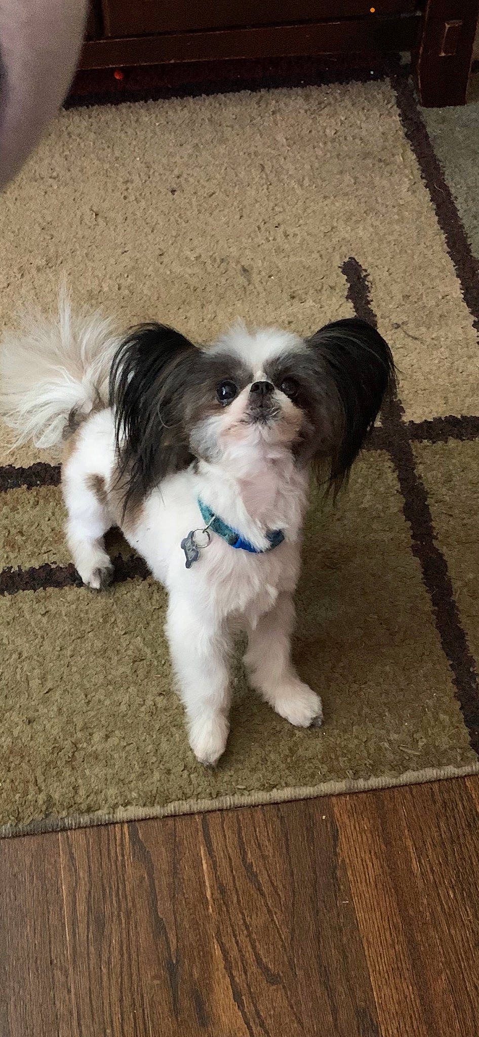 Gizmo joined the competition — help win amazing prizes! canidae, carnivore, companion_dog, dog, dog_breed, dog_collar, dog_supply, fashion_accessory, fawn, fur, liver, maltepoo, non_sporting_group, pet_supply, shih_tzu, snout, sporting_group, tail, toy_dog, working_animal