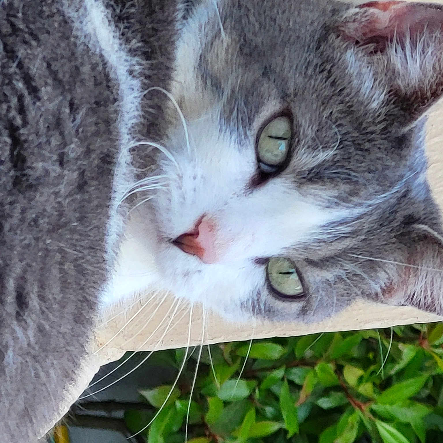 Iris