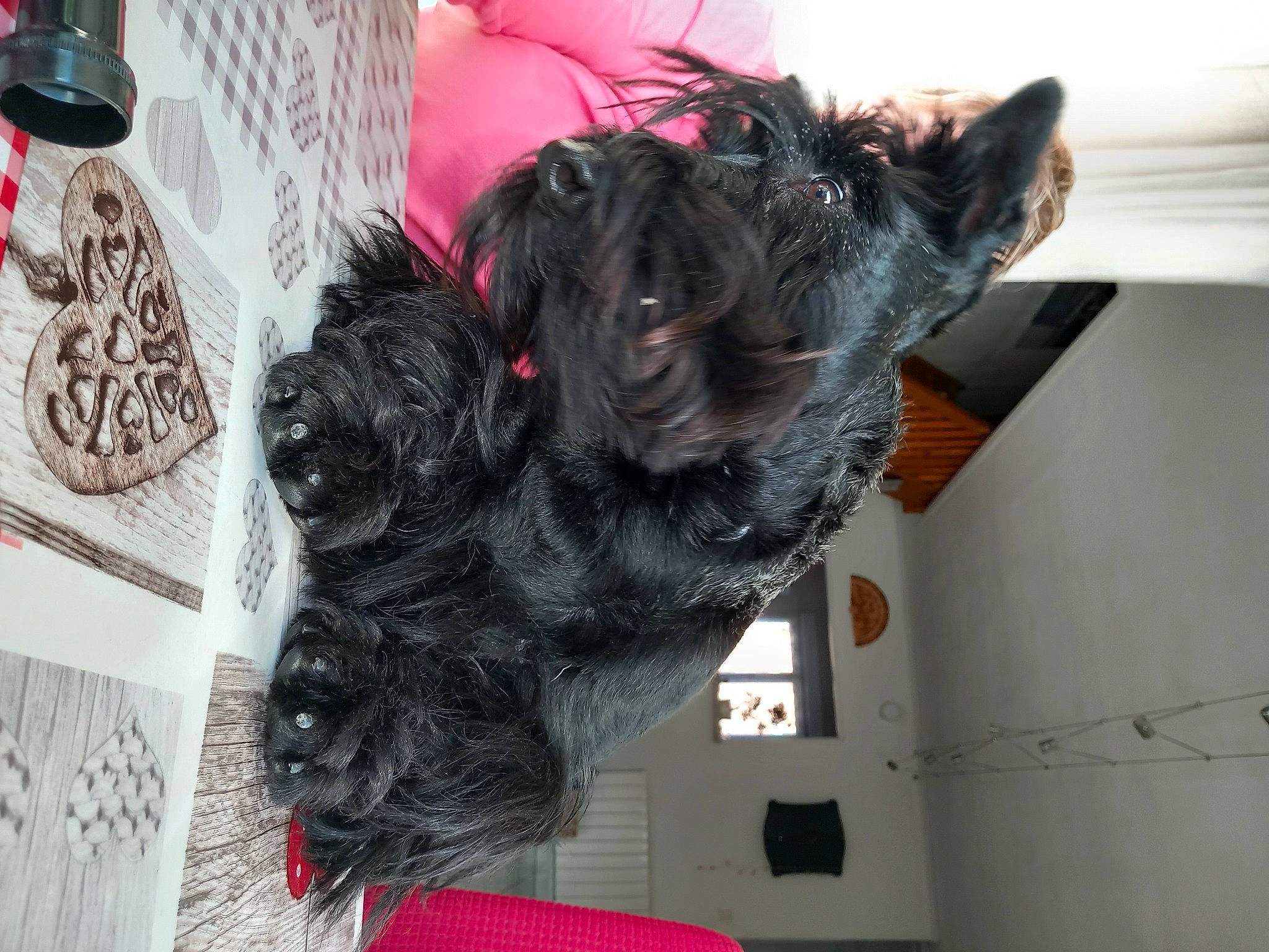 Stuart a rejoint le concours — aidez-le/la à gagner de superbes lots ! canidae, carnivore, collar, companion_dog, dog, dog_breed, dog_collar, dog_supply, fashion_accessory, fur, liver, non_sporting_group, pet_supply, scottish_terrier, small_terrier, snout, sporting_group, tail, terrier, toy_dog